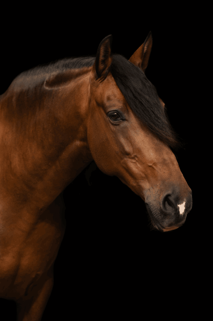 Leer stap voor stap hoe je halsters verwijdert in Photoshop met behoud van manen en vachtstructuur. Inclusief pro tips en snelle workflow.