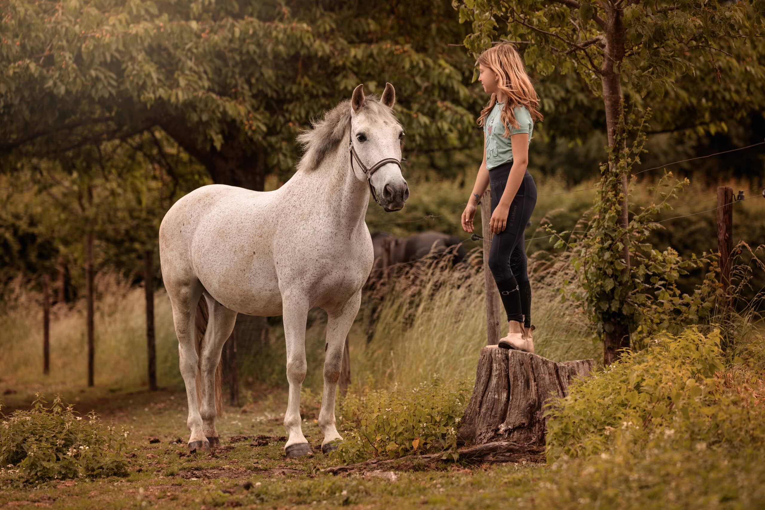 Herfst Photoshop Actions Paardenfotografen