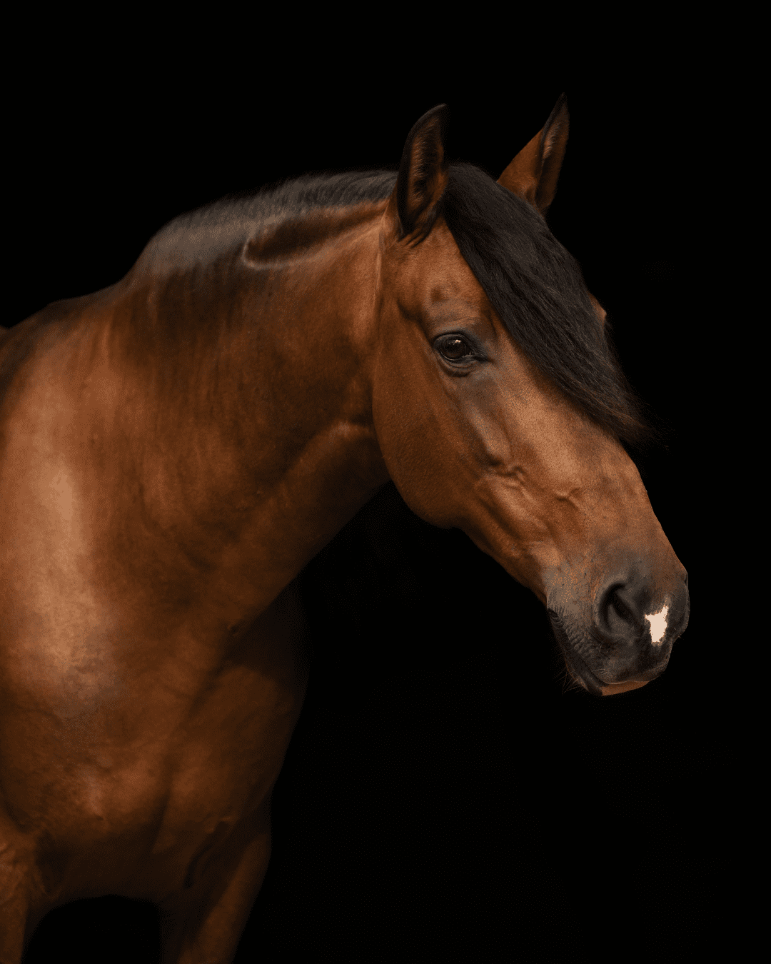 Black Background Editing Workflow voor Paardenfotografen