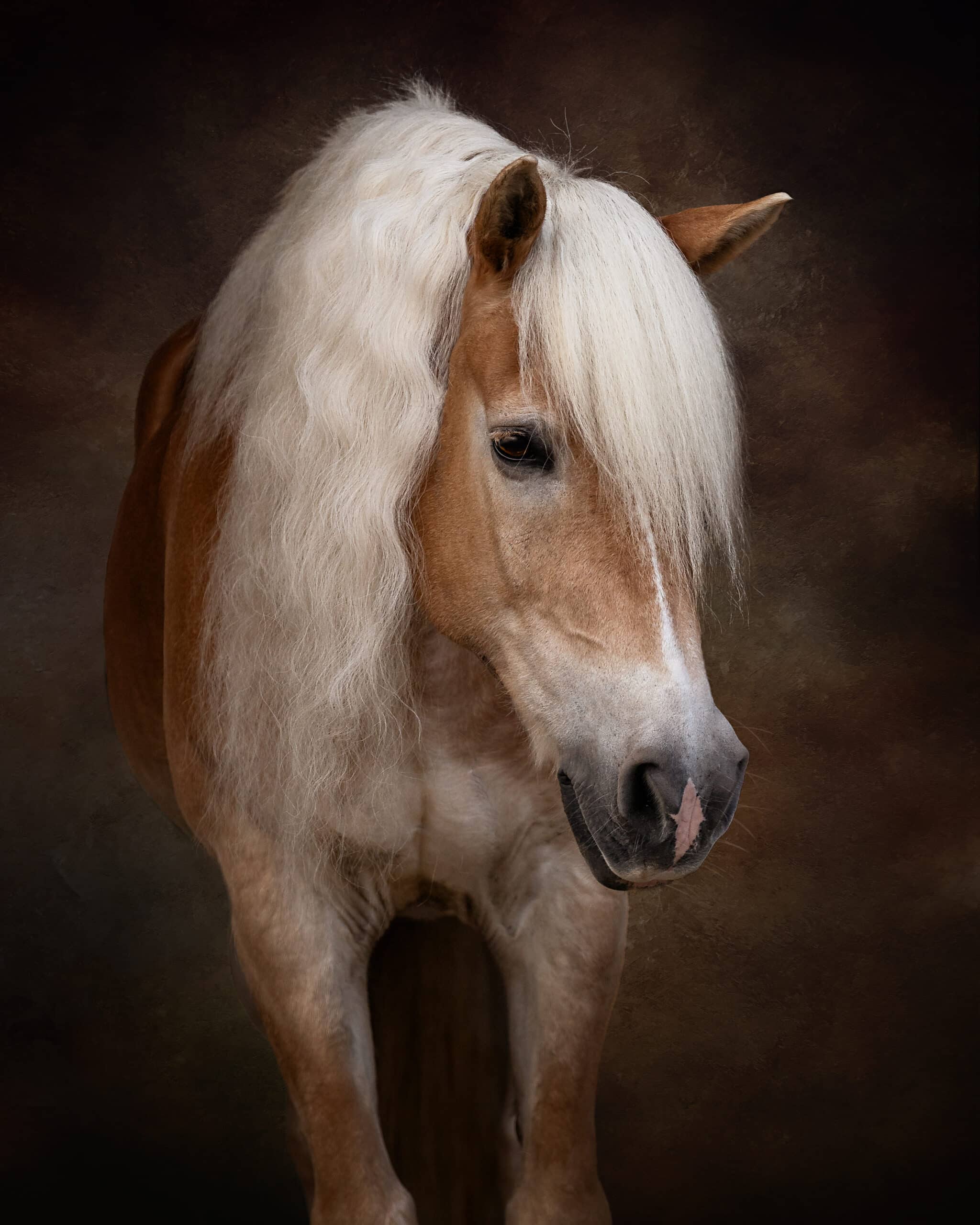 Paardenportretten met Zwarte Achtergrond: Jouw Ultieme Aanpak [2025]