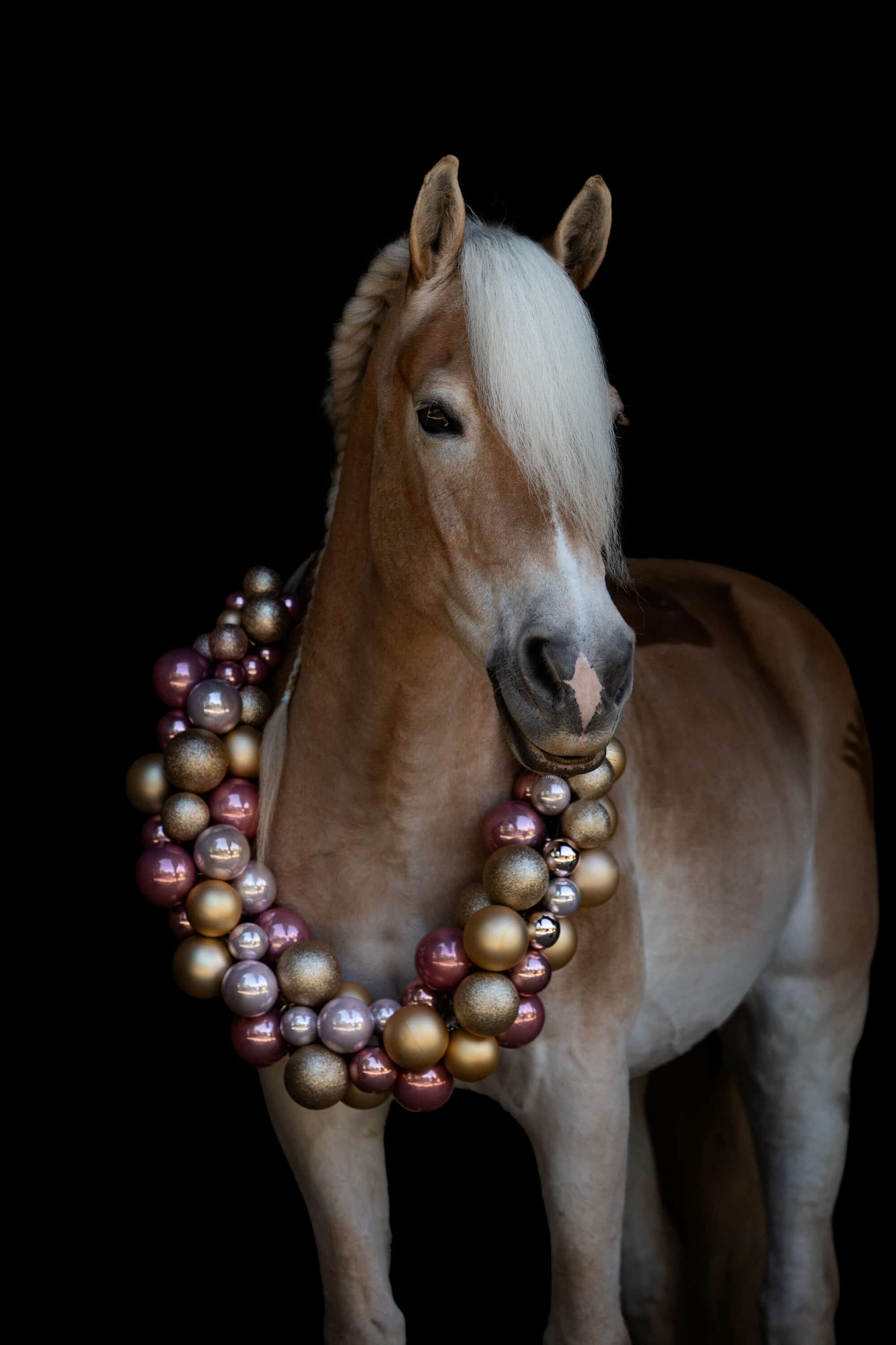 Kerstkrans Maken voor je Paard: Complete Gids voor Magische Kerstfoto’s
