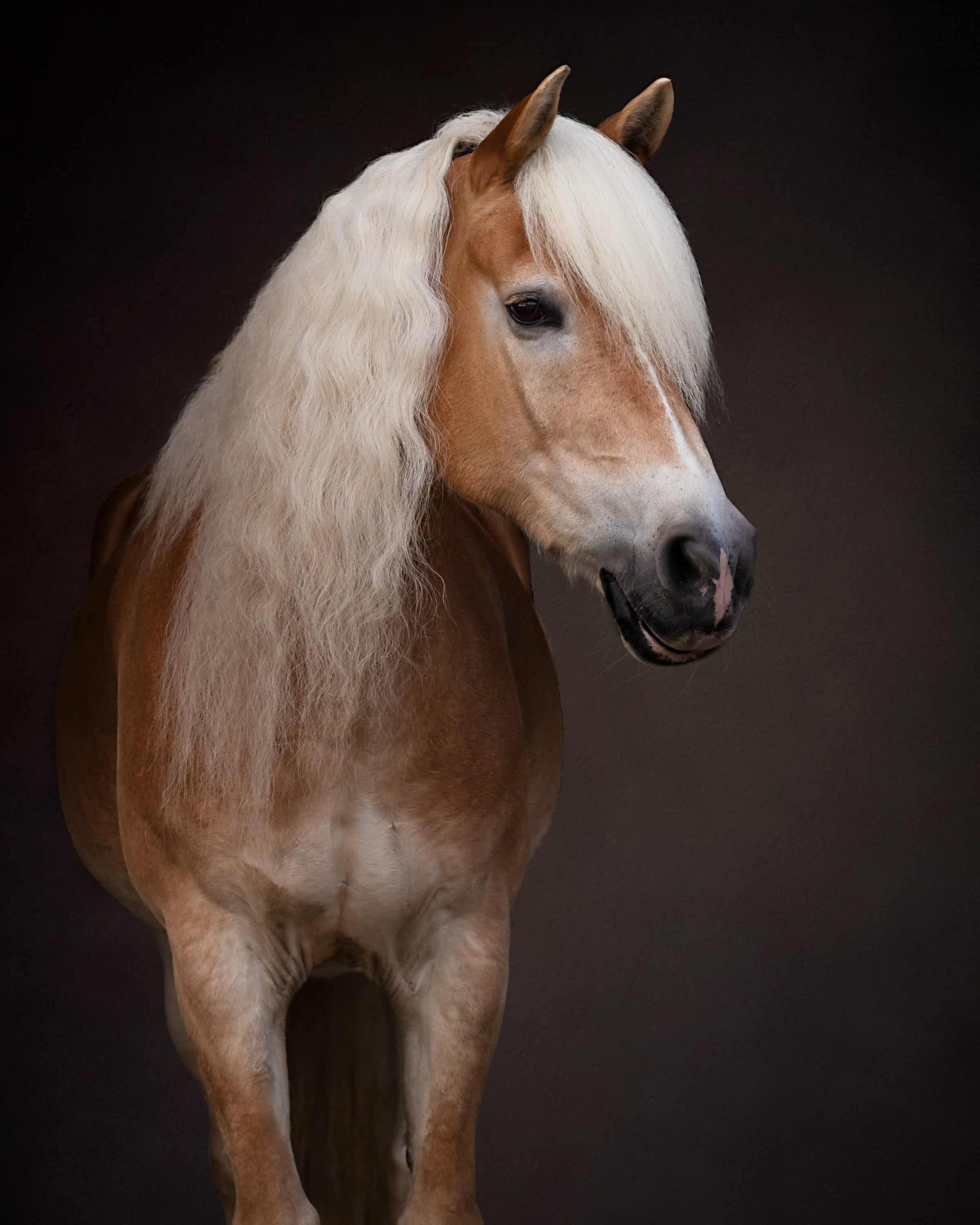 7 Veelgemaakte Fouten bij Paardenfotografie (en Hoe je ze Voorkomt)