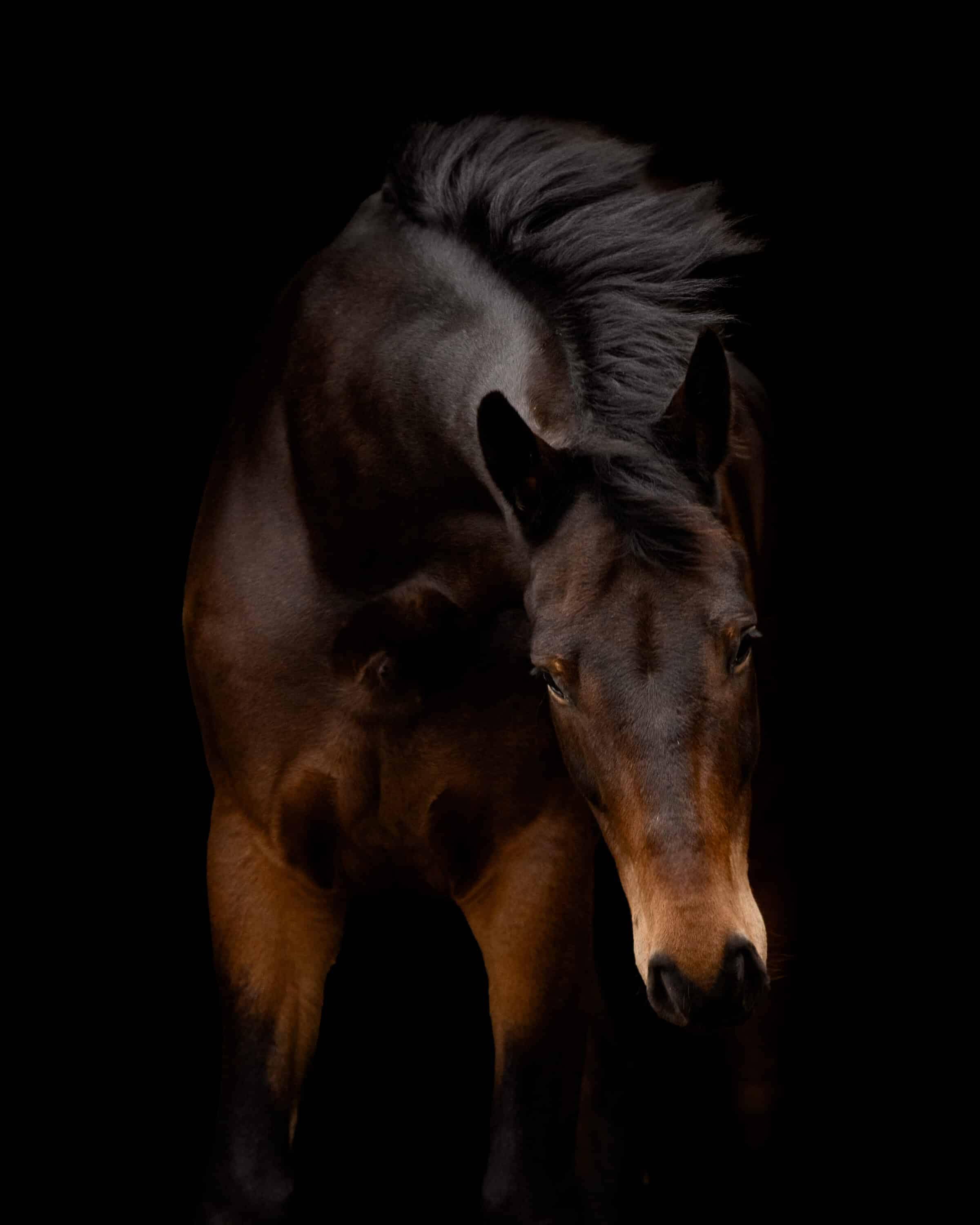 Black Foto Paard
