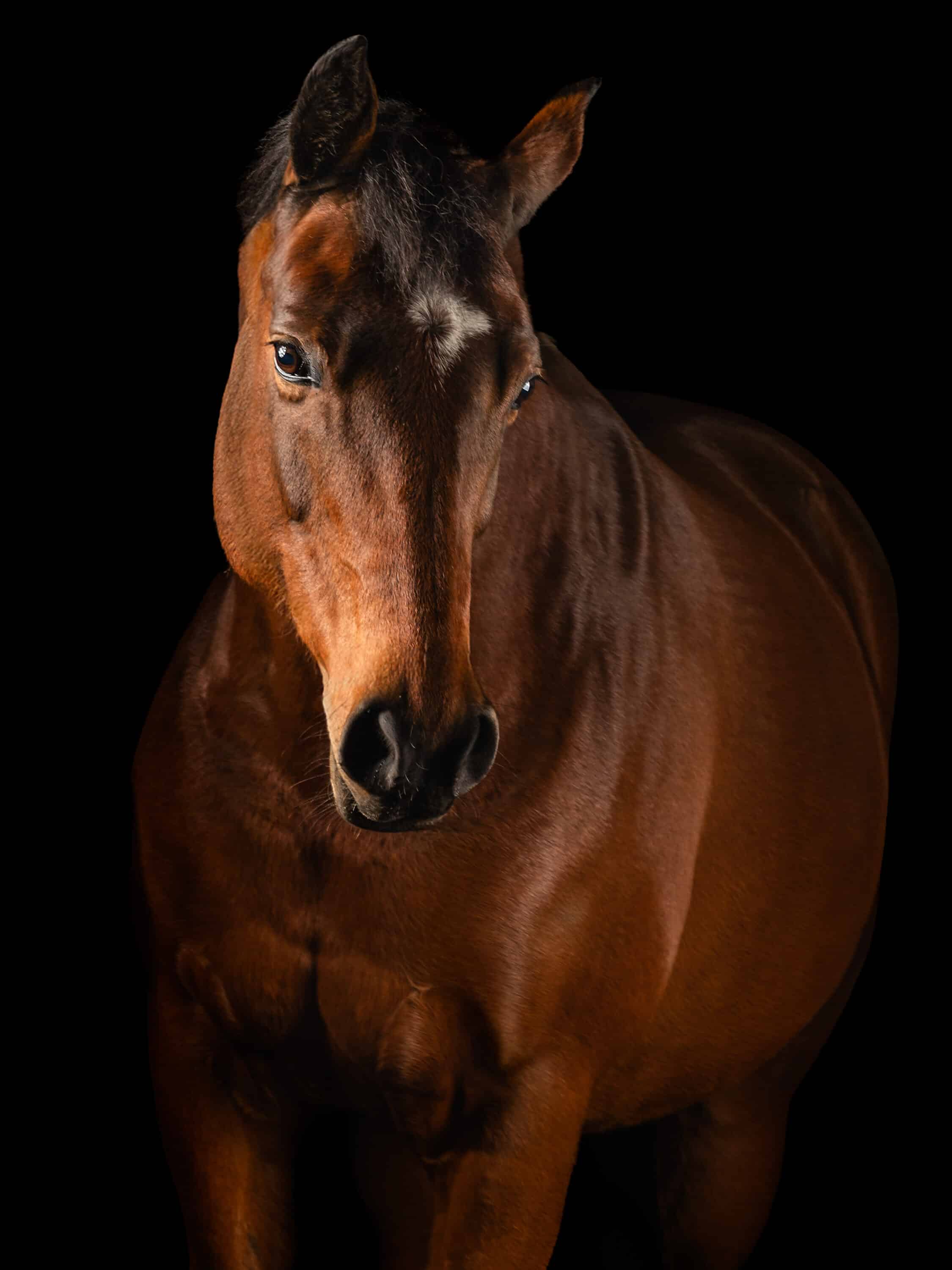 Manen en vacht verscherpen in Photoshop (zonder crunchy details)