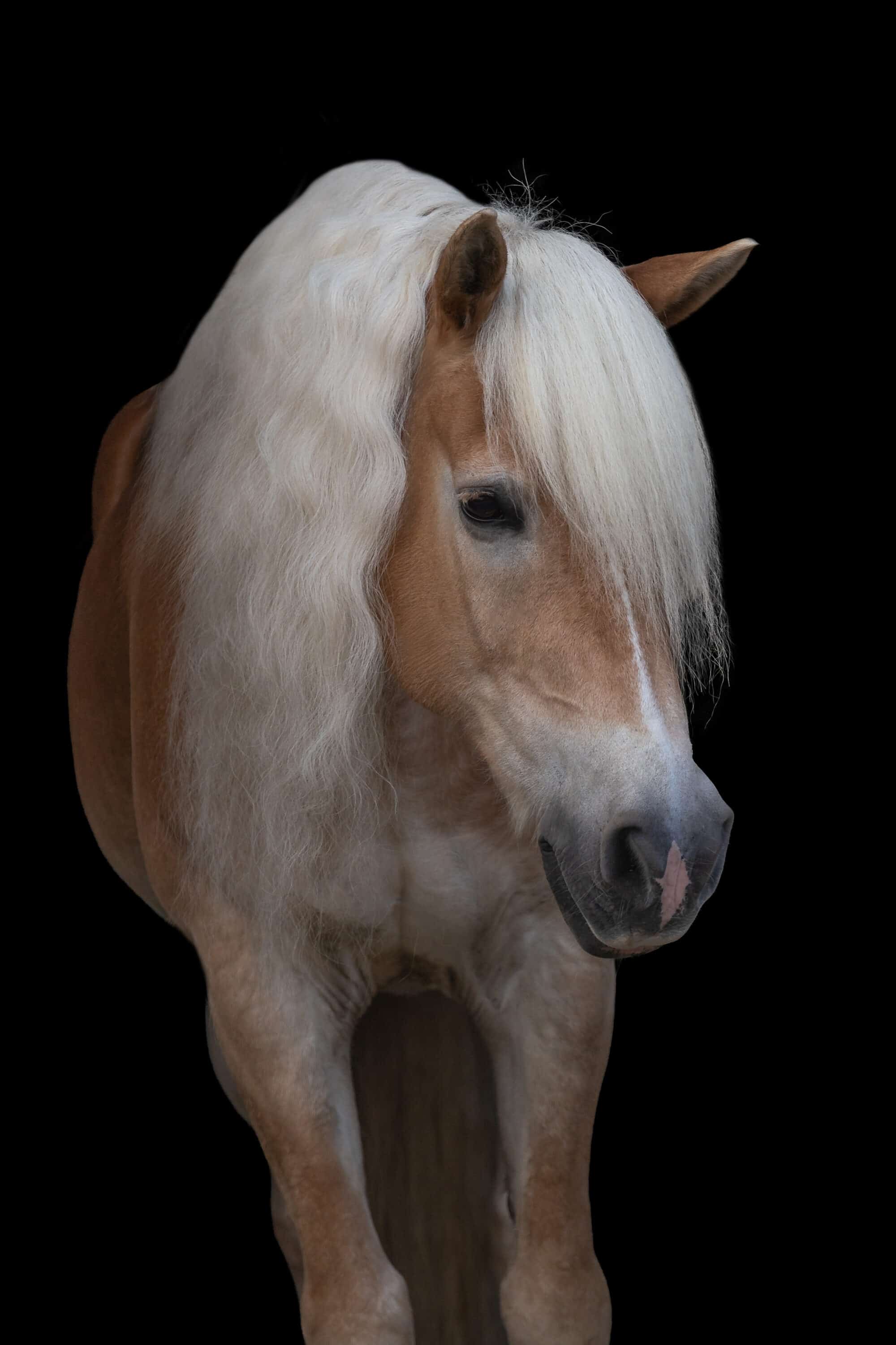 Instagram captions voor fotografen: 10 rustige templates die niet salesy zijn