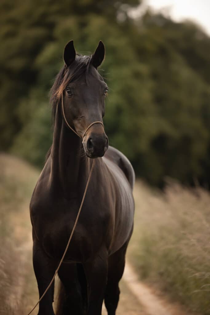 Paardenfoto Photoshop Edit