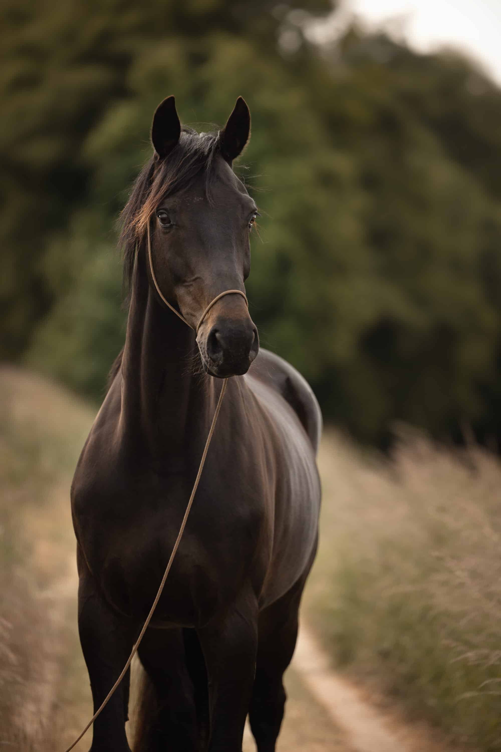 Paardenfoto Photoshop Edit