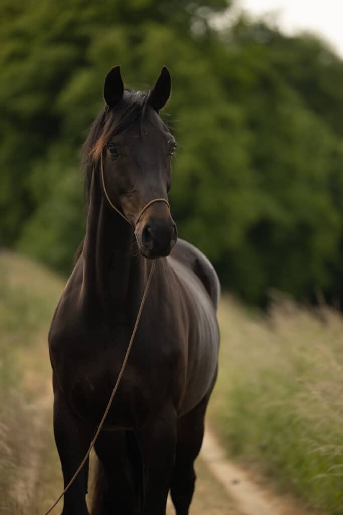 Paardenfoto Photoshop Edit