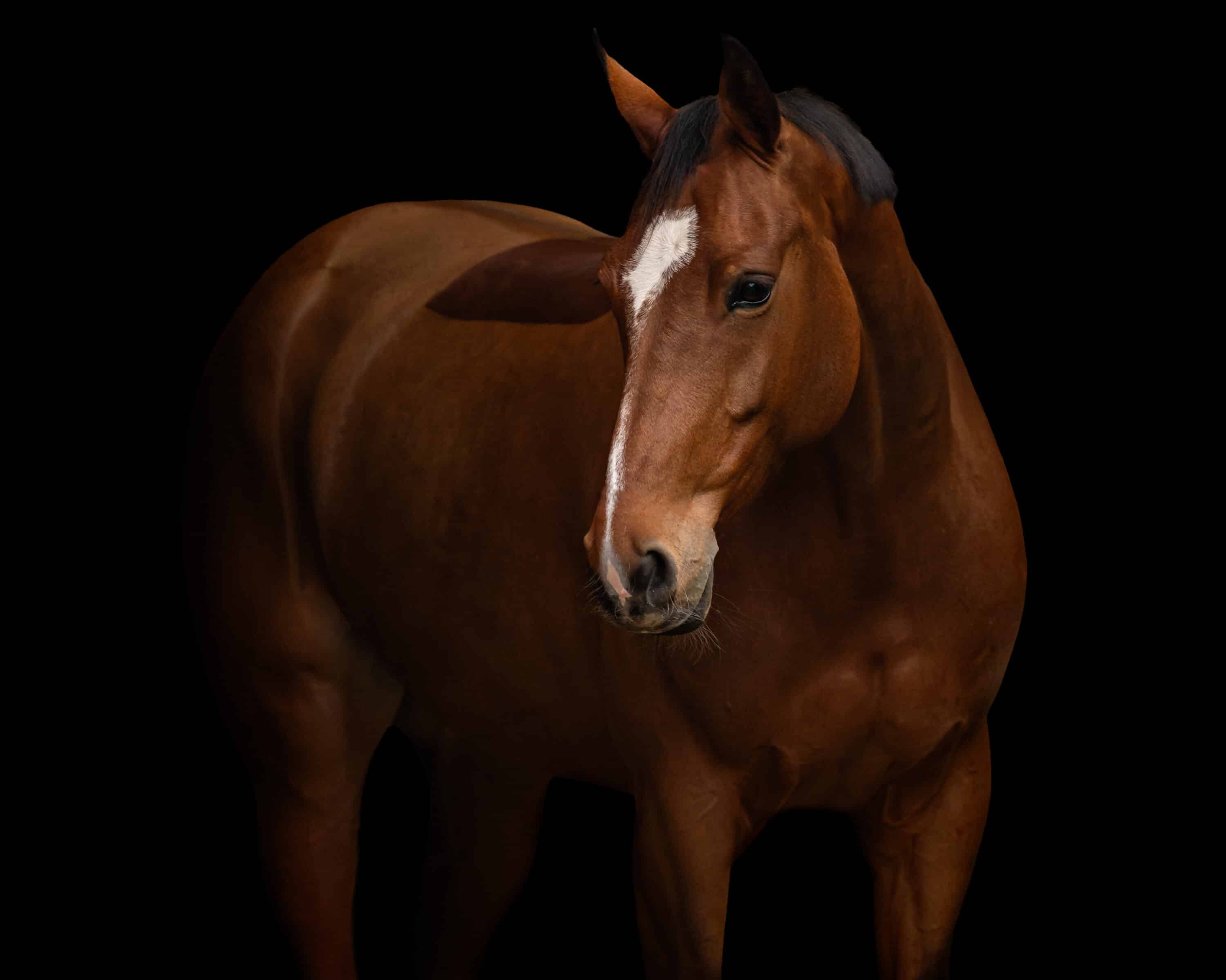 Photoshop sneltoetsen voor paardenfotografen (gratis cheatsheet)