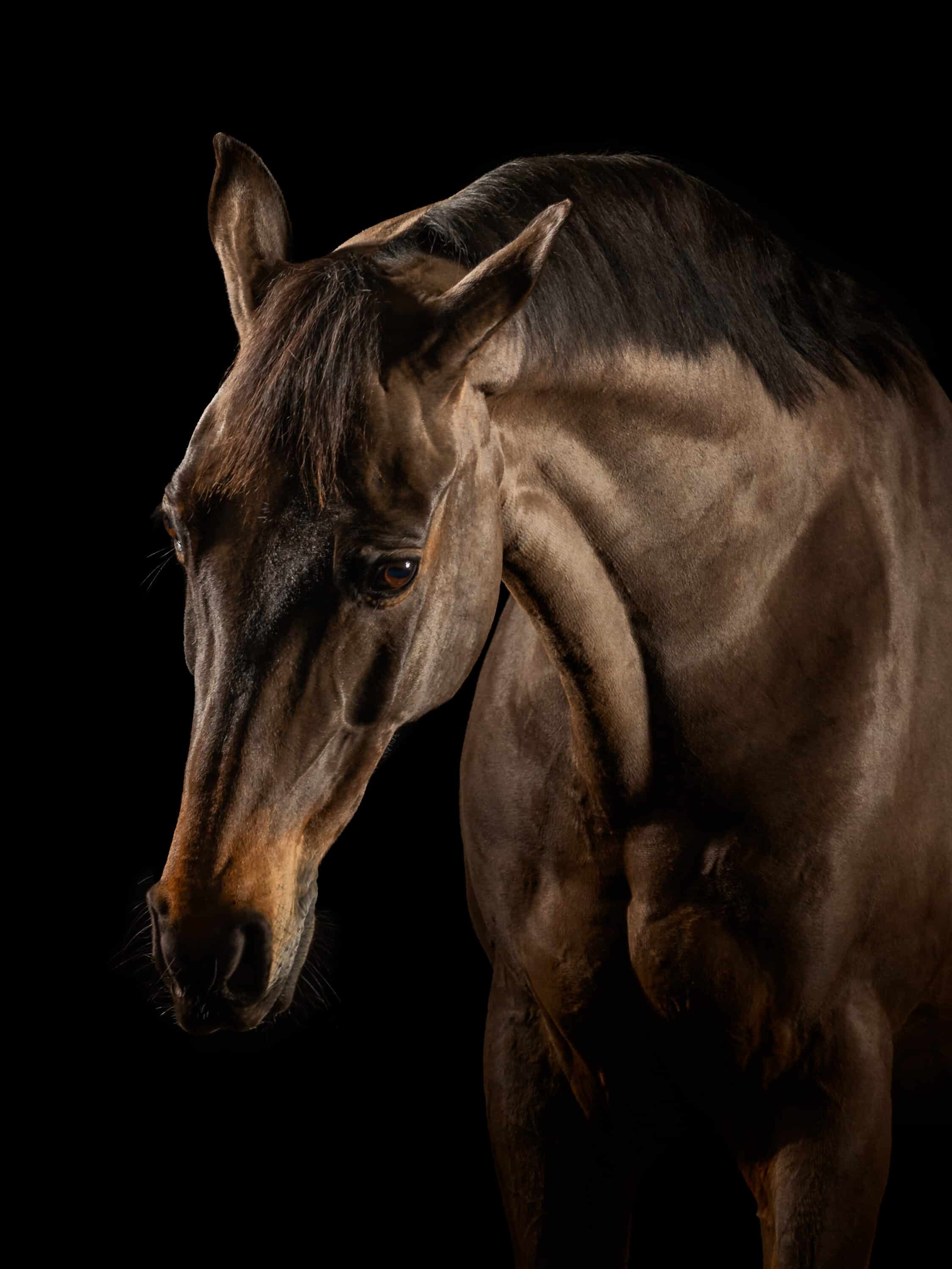 Zwarte achtergrond bewerken bij paardenfoto’s (strak zonder uren poetsen)