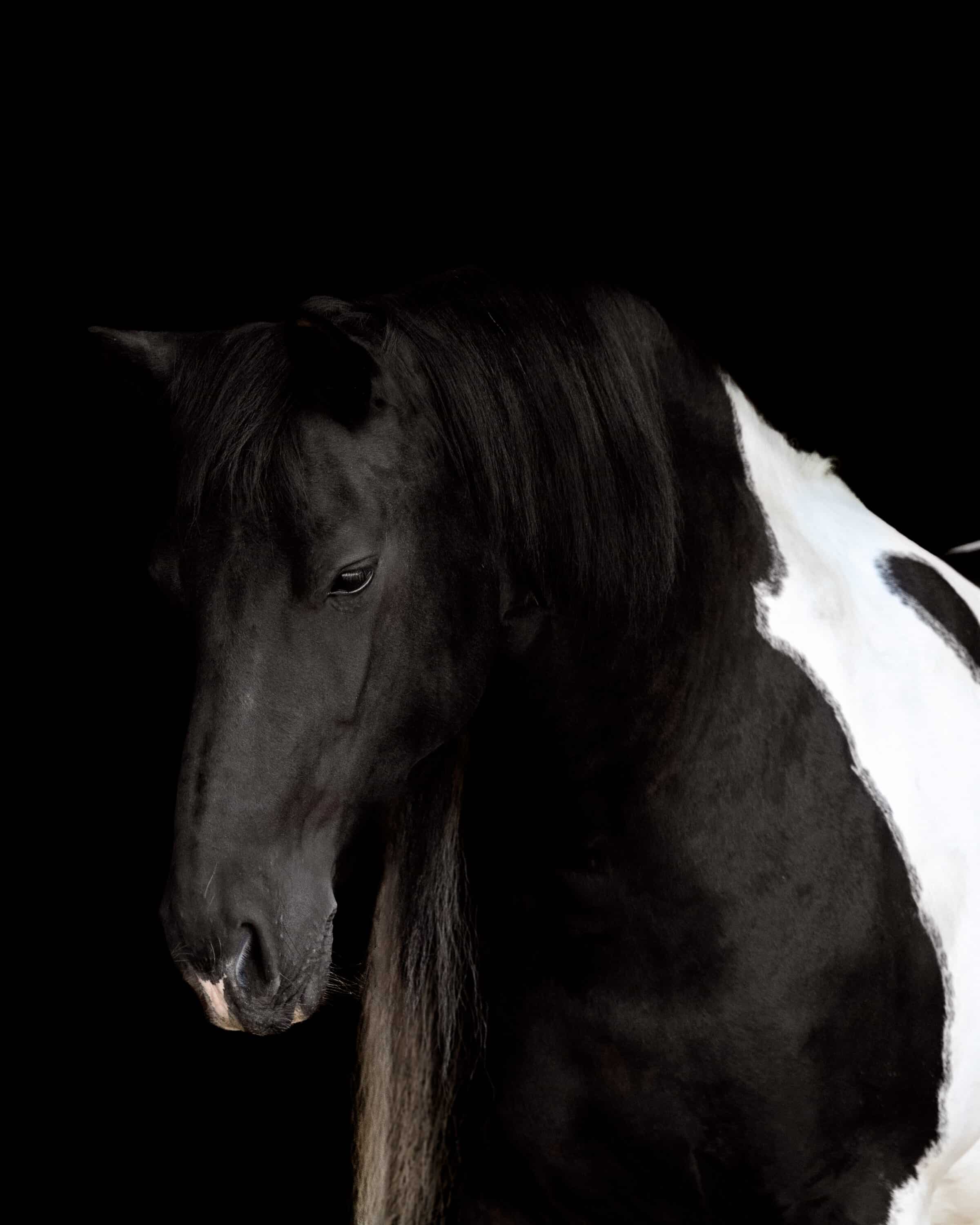 Zwart Paard Zonder Kleurzweem.