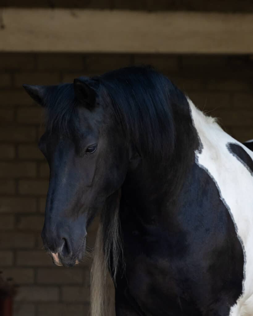 Voorbeeldfoto zwart paard met blauwe kleurzweem, originele bewerking
