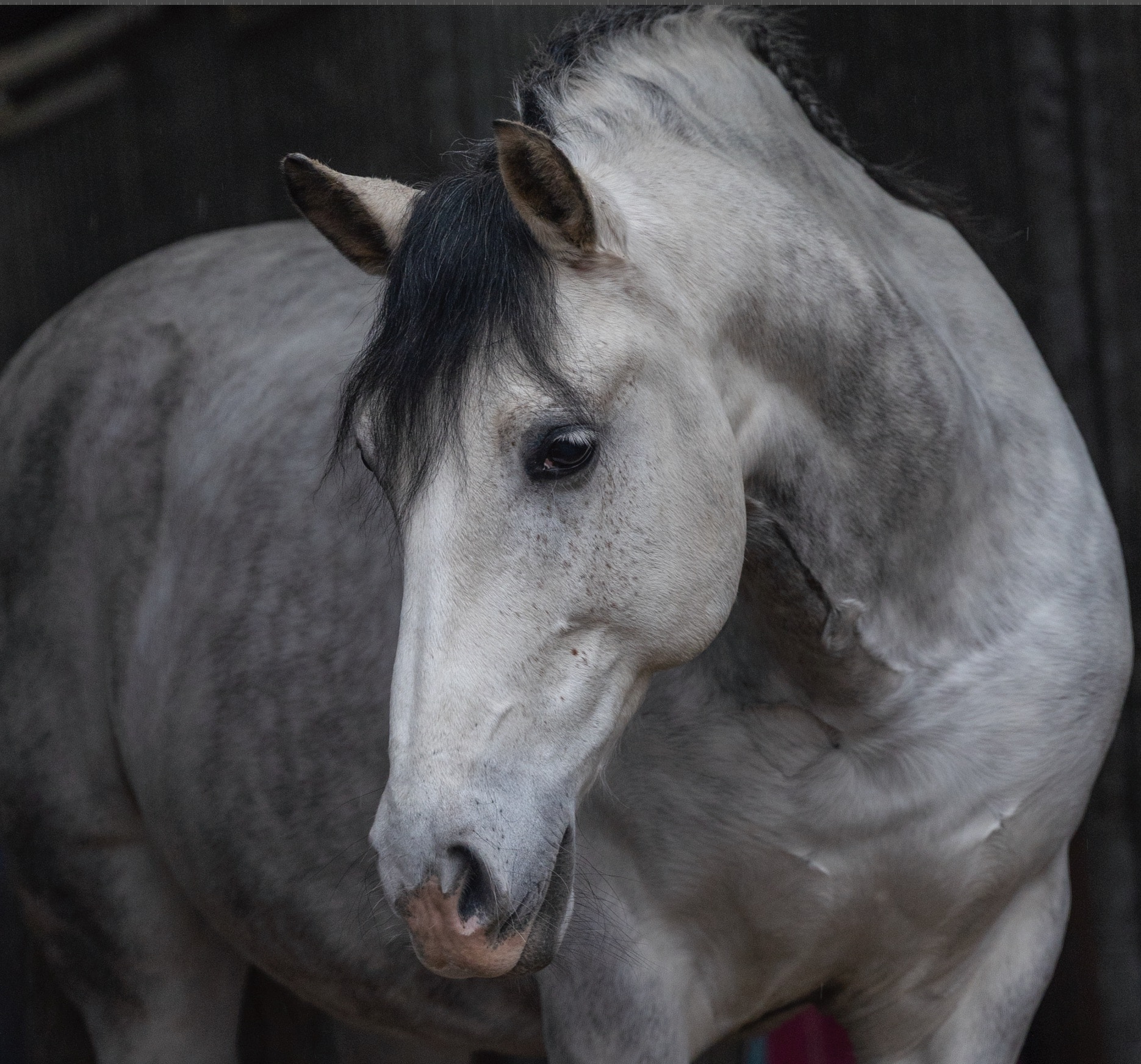 Photoshop voor paardenfotografen: 7 eerlijke tekens dat je het écht begrijpt