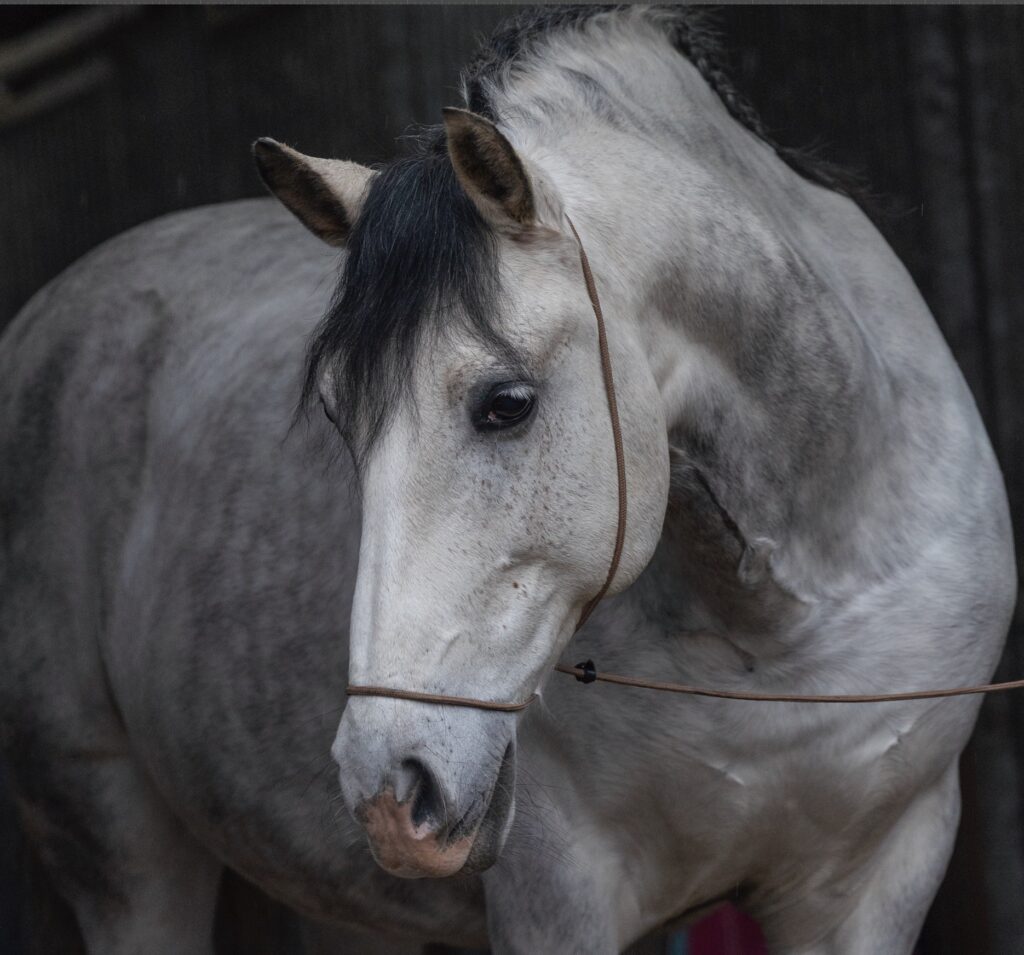 Halster verwijderen in Photoshop met generatieve vulling: voor en na vergelijking waarbij het halster is vervangen door natuurlijke vacht en textuur.