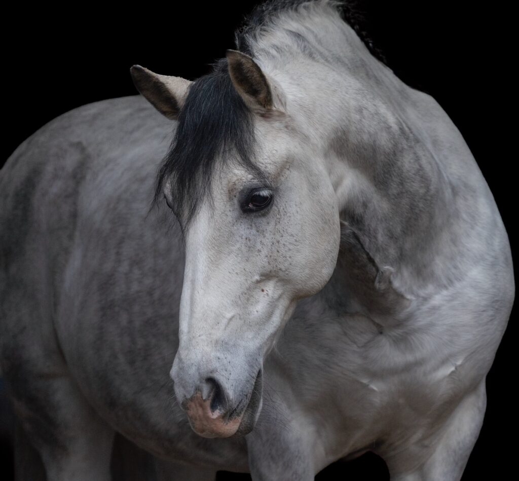 Eindresultaat halster verwijderen in Photoshop: paard zonder halster met volledig herstelde vacht, textuur en lichtval.