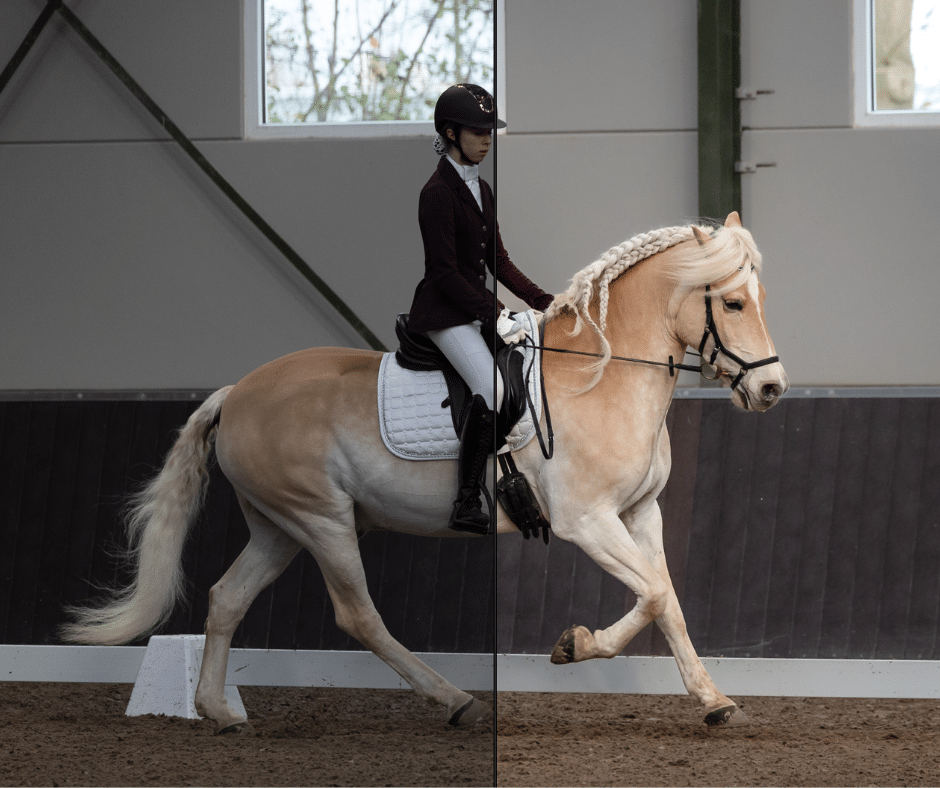 Lightroom Workflow Preset paardenfotografie